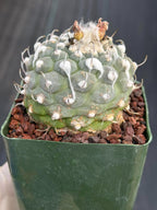 Turbinicarpus schmiedickeanus #1003 | Seed-Grown Cactus