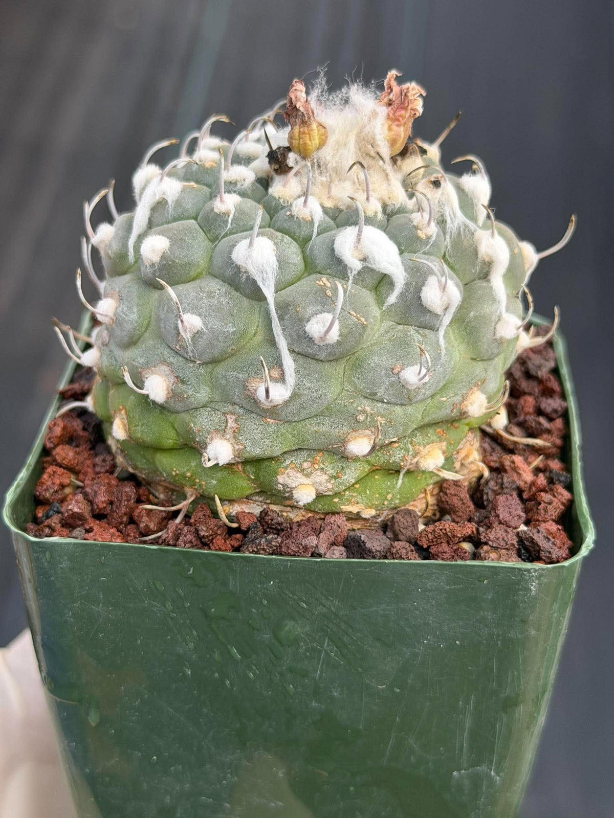Turbinicarpus schmiedickeanus #1003 | Seed-Grown Cactus