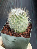 Turbinicarpus #999 | Seed-Grown Woolly Crown Cactus