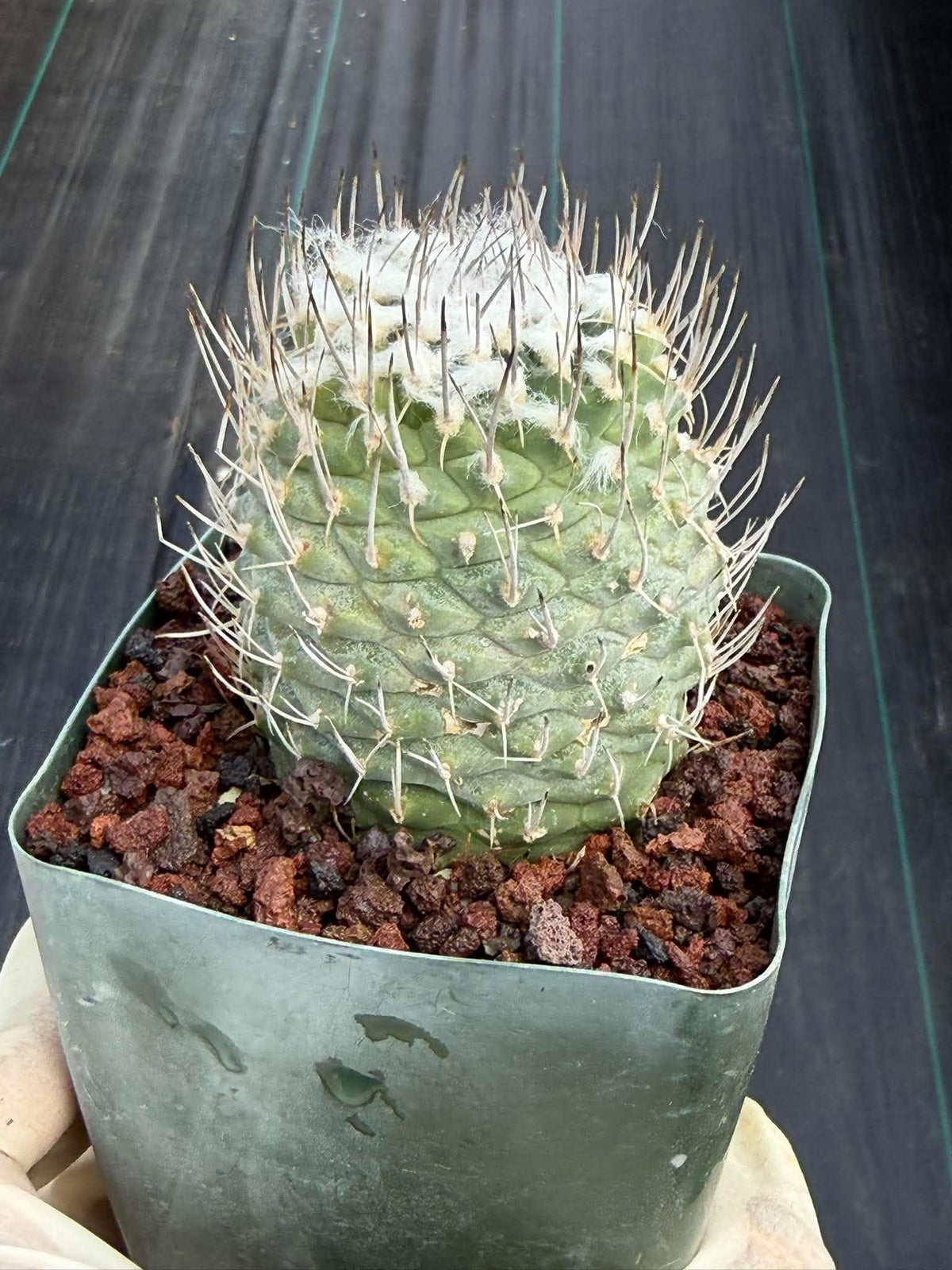 Turbinicarpus #999 | Seed-Grown Woolly Crown Cactus