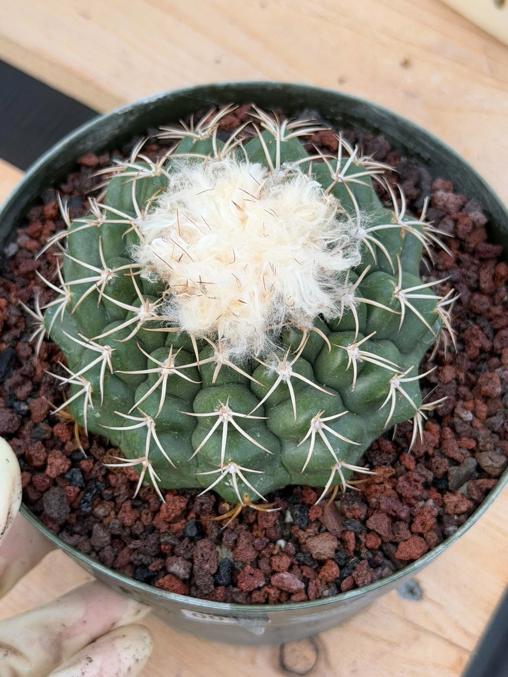 Discocactus #58 – Seed-Grown Woolly Crown Collector Cactus