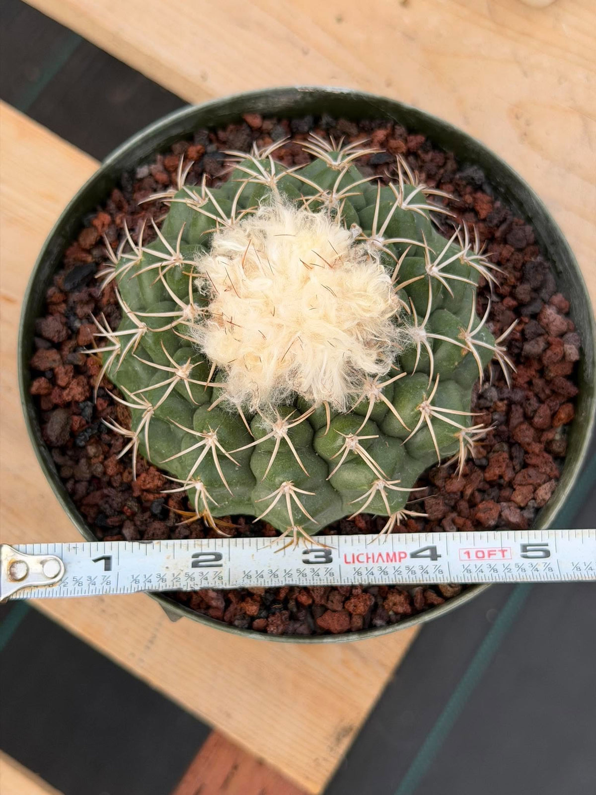 Discocactus #58 – Seed-Grown Woolly Crown Collector Cactus