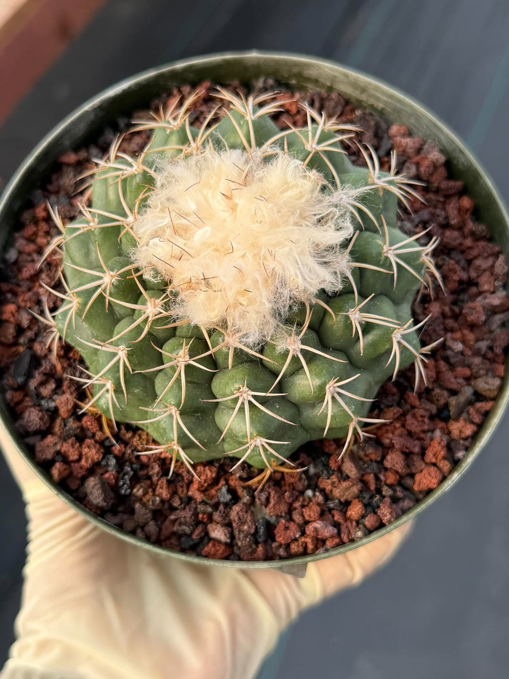 Discocactus #58 – Seed-Grown Woolly Crown Collector Cactus