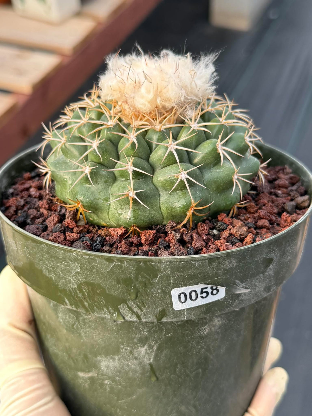 Discocactus #58 – Seed-Grown Woolly Crown Collector Cactus