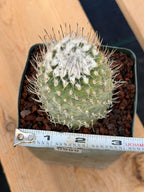 Turbinicarpus #999 | Seed-Grown Woolly Crown Cactus