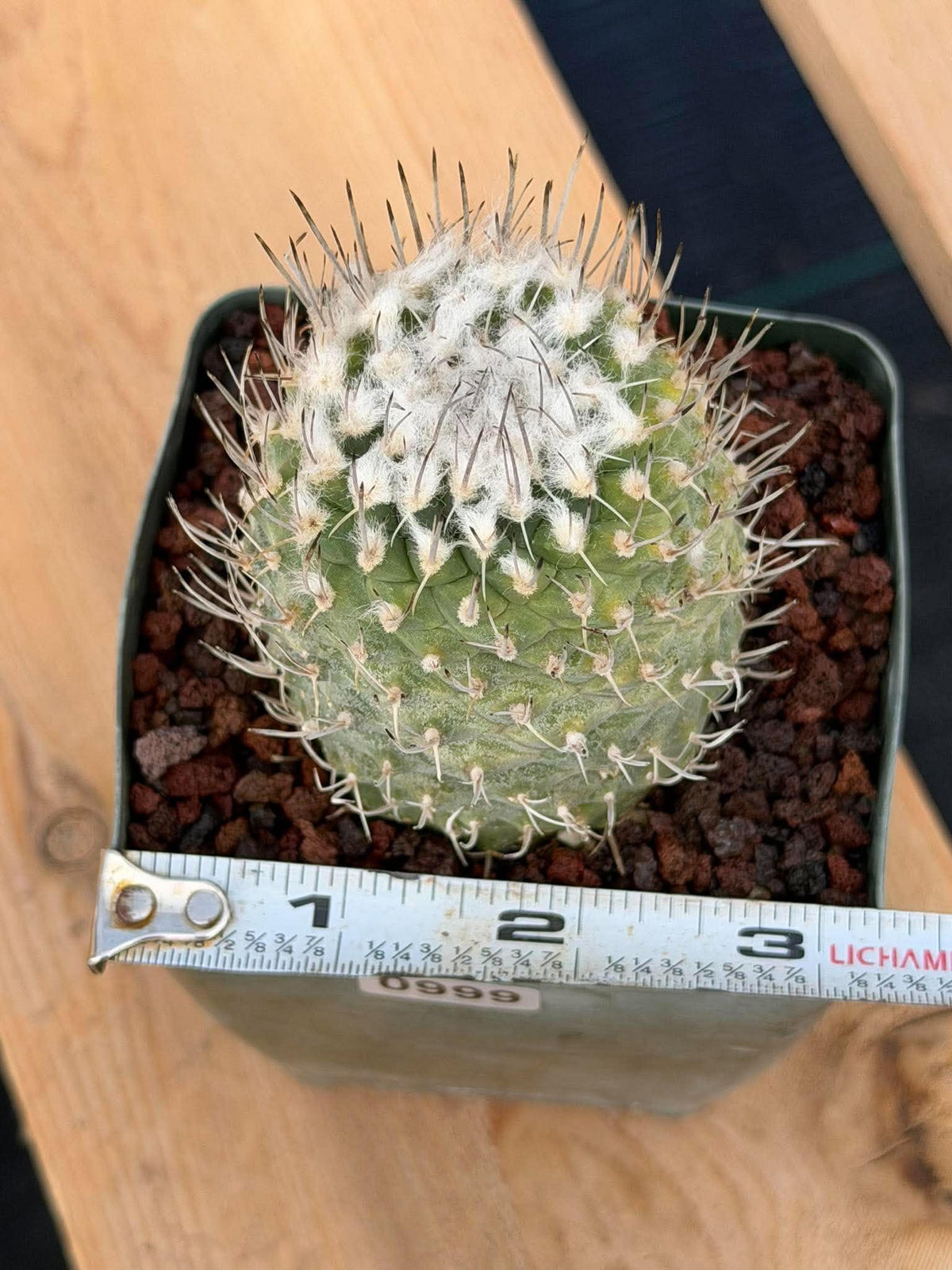 Turbinicarpus #999 | Seed-Grown Woolly Crown Cactus