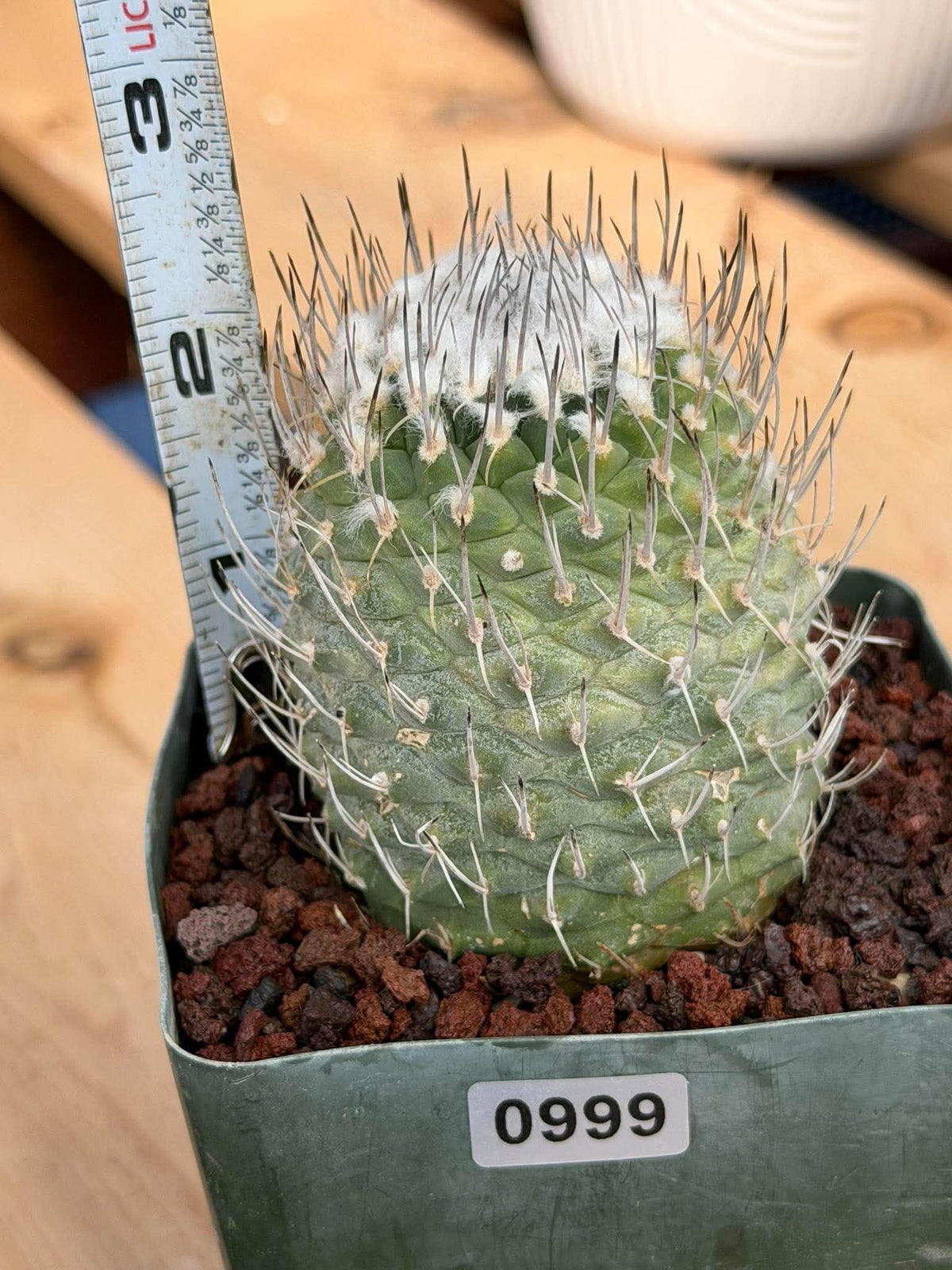 Turbinicarpus #999 | Seed-Grown Woolly Crown Cactus