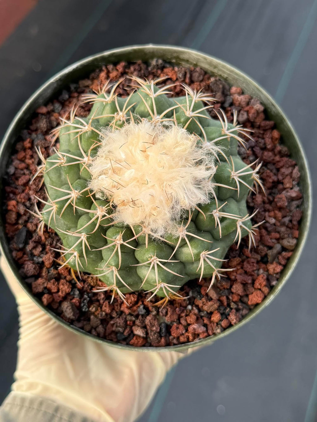 Discocactus #58 – Seed-Grown Woolly Crown Collector Cactus