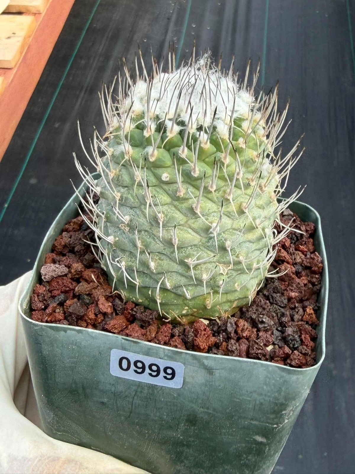 Turbinicarpus #999 | Seed-Grown Woolly Crown Cactus