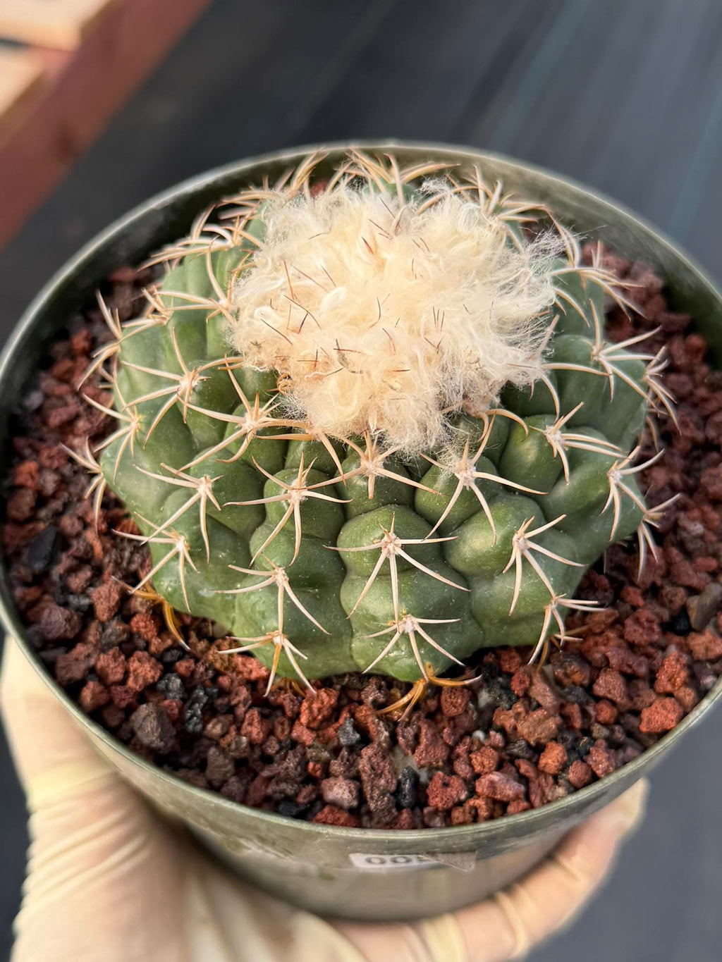 Discocactus #58 – Seed-Grown Woolly Crown Collector Cactus
