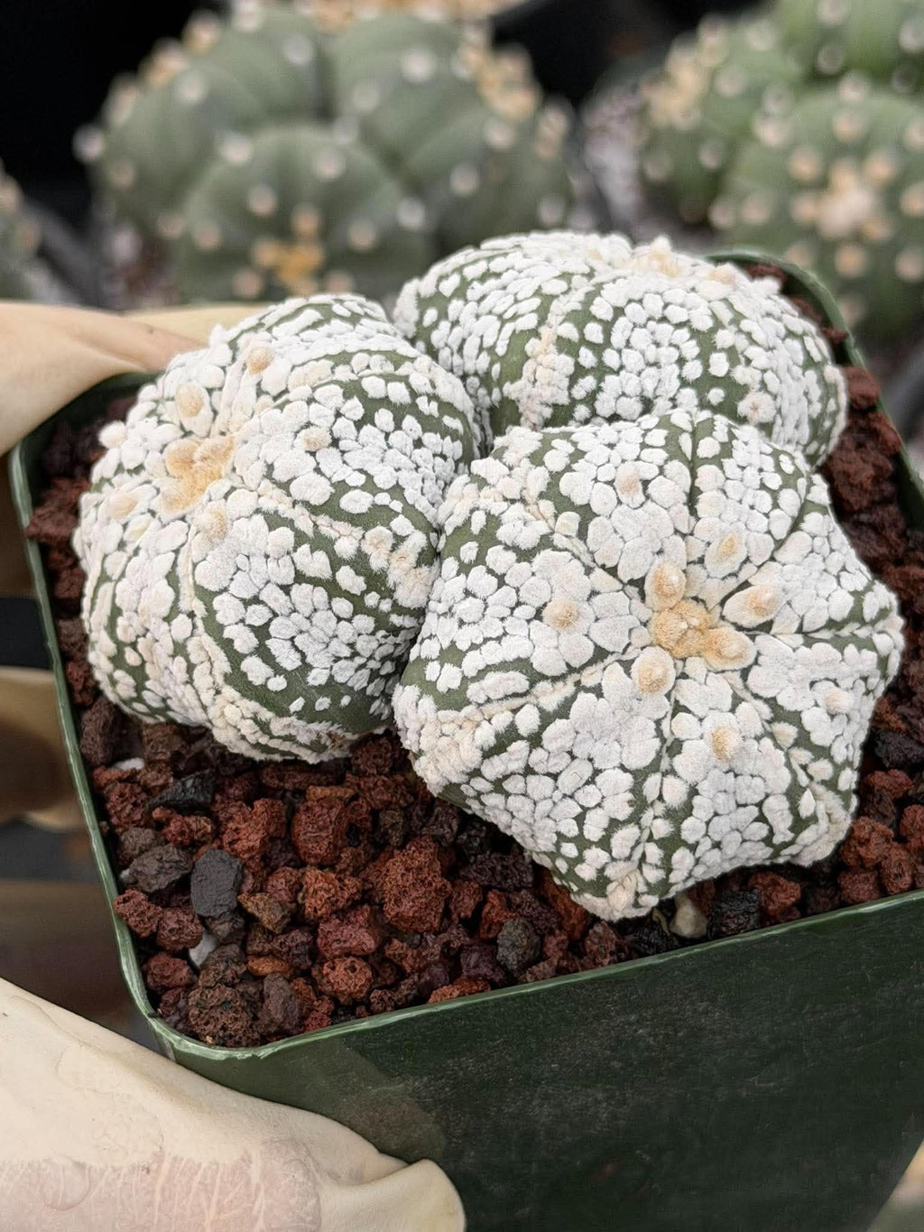 Astrophytum asterias Triple-Head Cactus #1022 | Seed-Grown