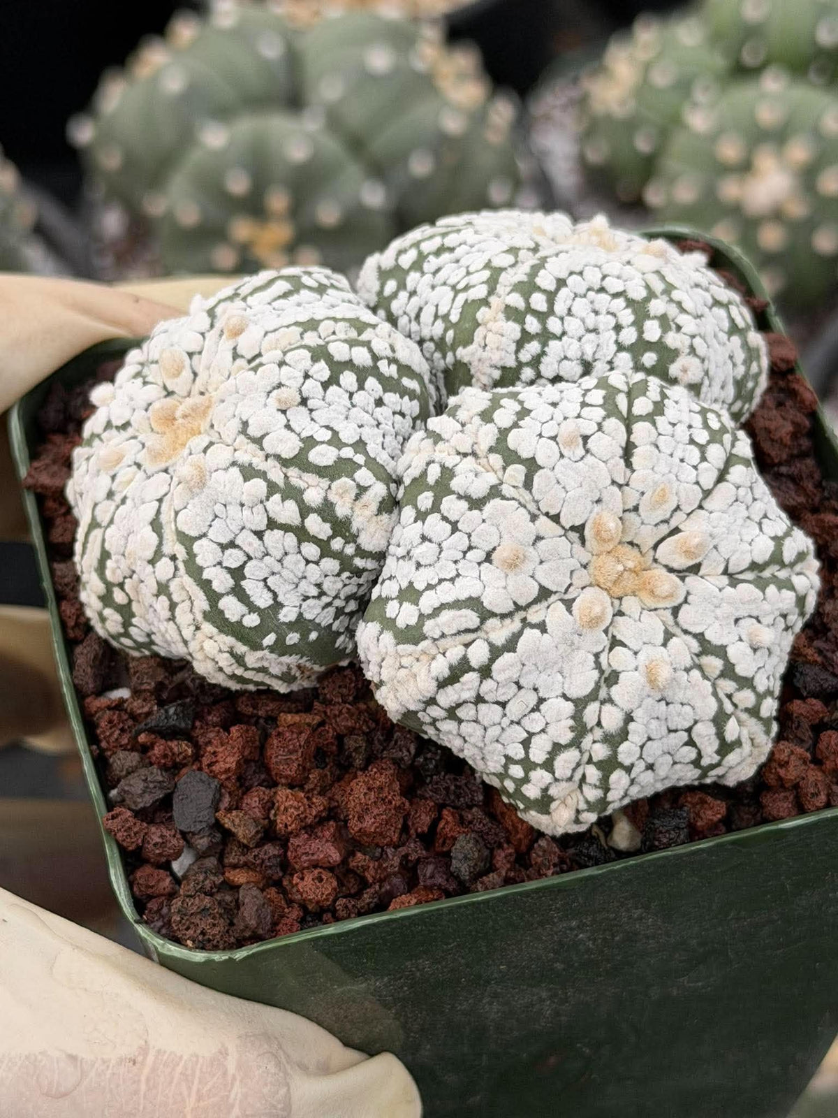 Astrophytum asterias Triple-Head Cactus #1022 | Seed-Grown