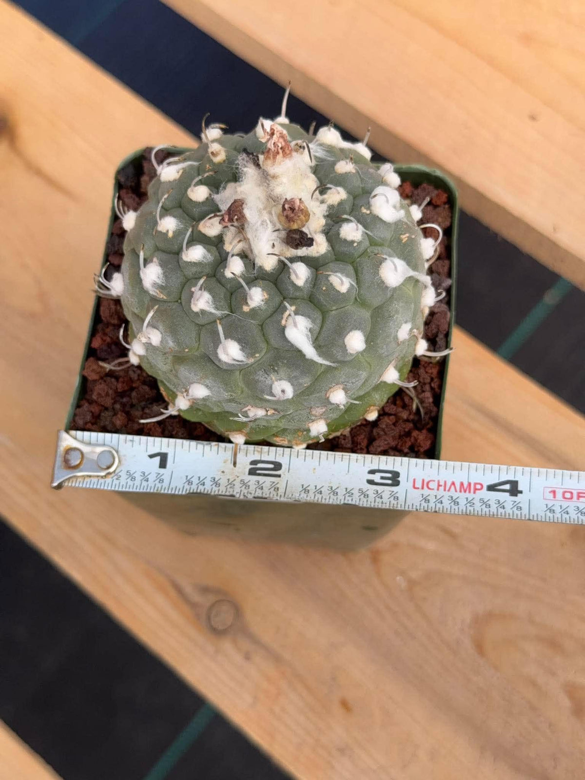 Turbinicarpus schmiedickeanus #1003 | Seed-Grown Cactus