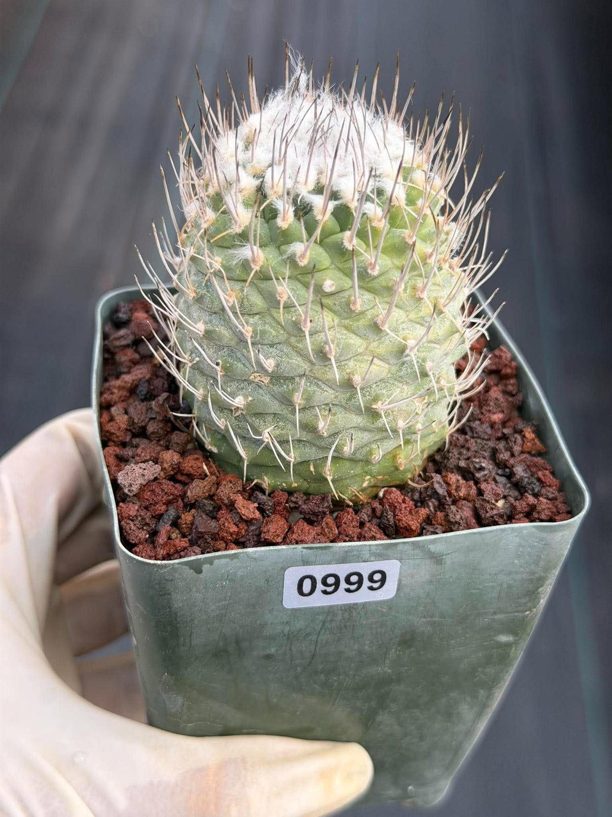 Turbinicarpus #999 | Seed-Grown Woolly Crown Cactus