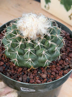 Discocactus #58 – Seed-Grown Woolly Crown Collector Cactus