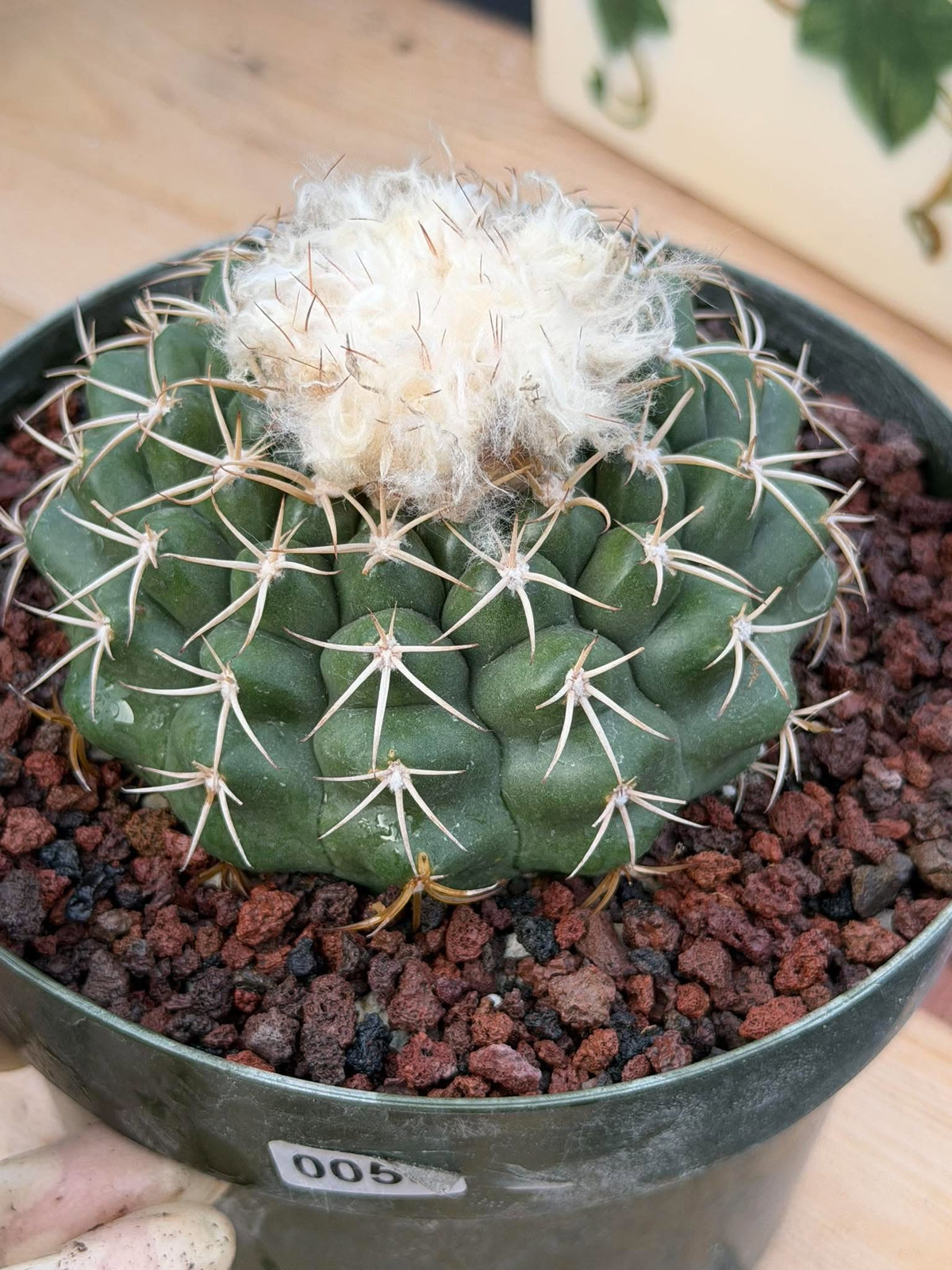 Discocactus #58 – Seed-Grown Woolly Crown Collector Cactus