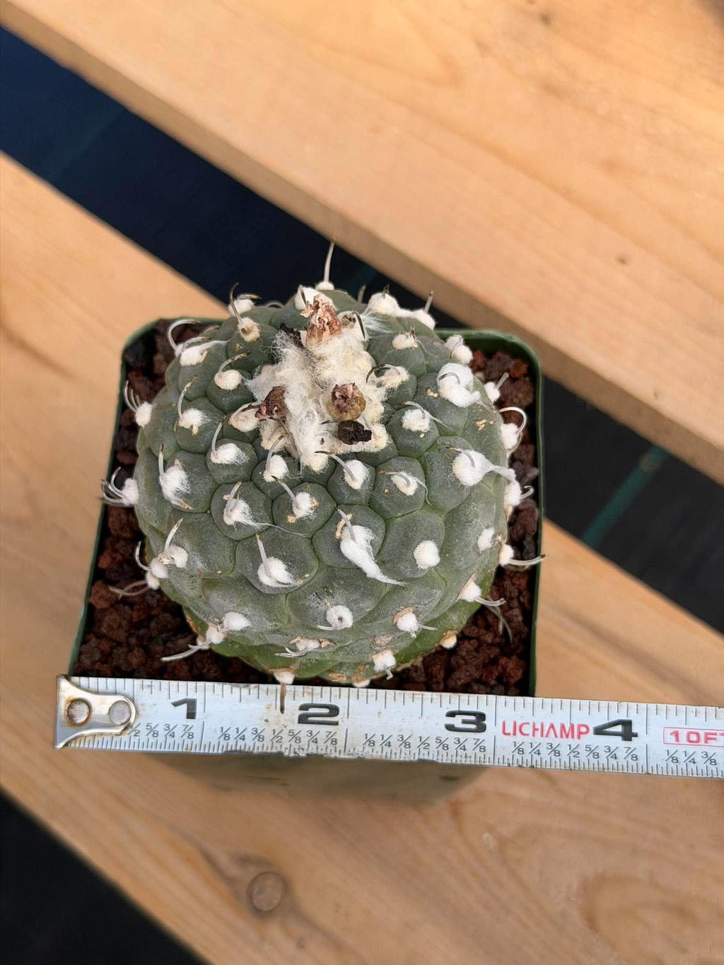 Turbinicarpus schmiedickeanus #1003 | Seed-Grown Cactus