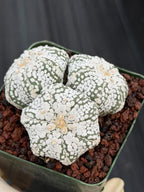 Astrophytum asterias Triple-Head Cactus #1022 | Seed-Grown