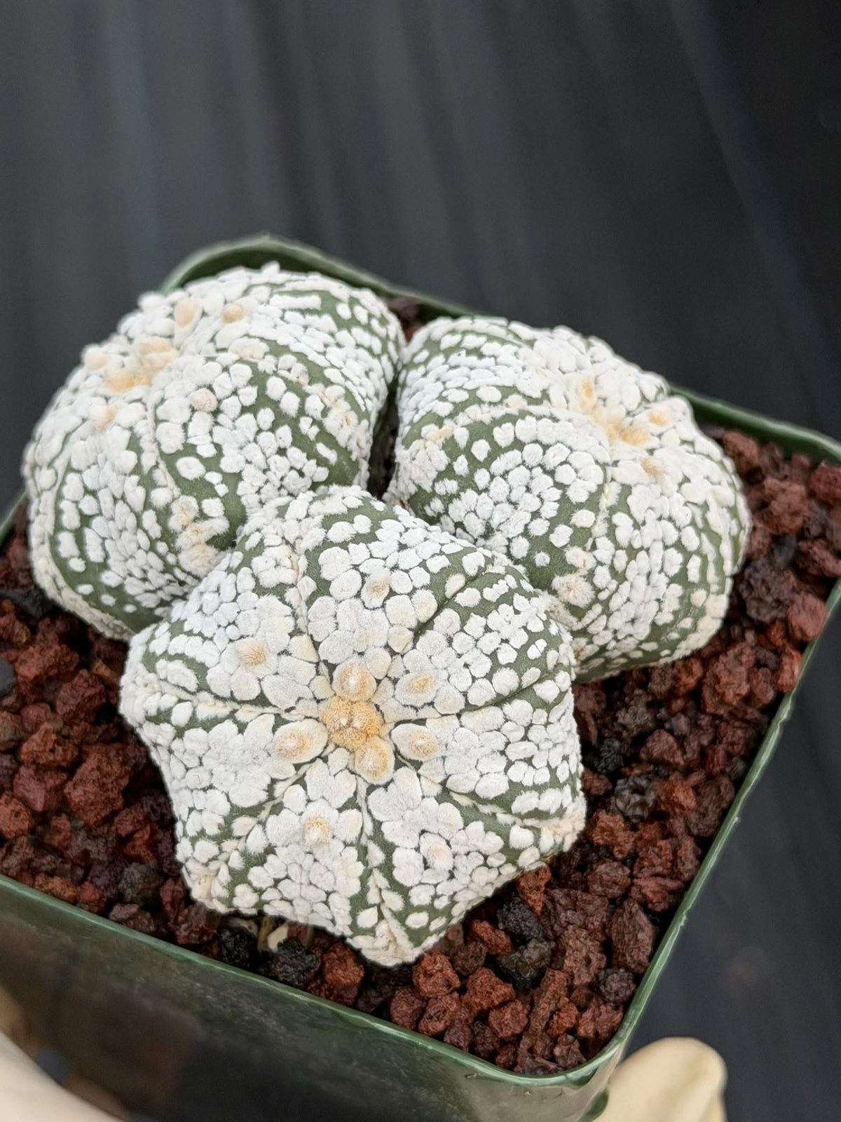Astrophytum asterias Triple-Head Cactus #1022 | Seed-Grown