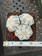 Astrophytum asterias Triple-Head Cactus #1022 | Seed-Grown