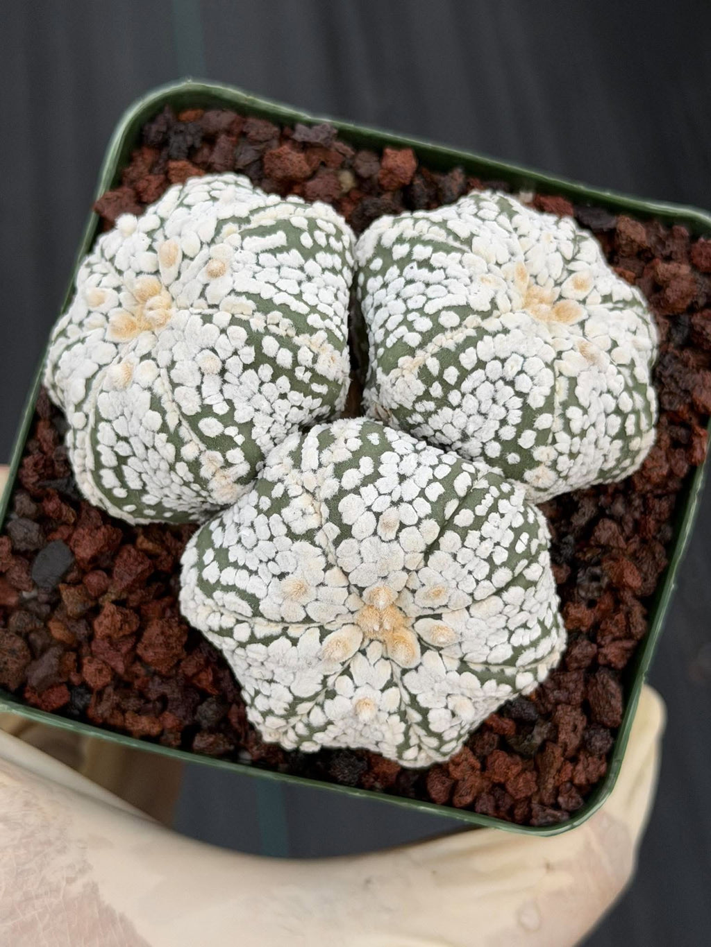 Astrophytum asterias Triple-Head Cactus #1022 | Seed-Grown