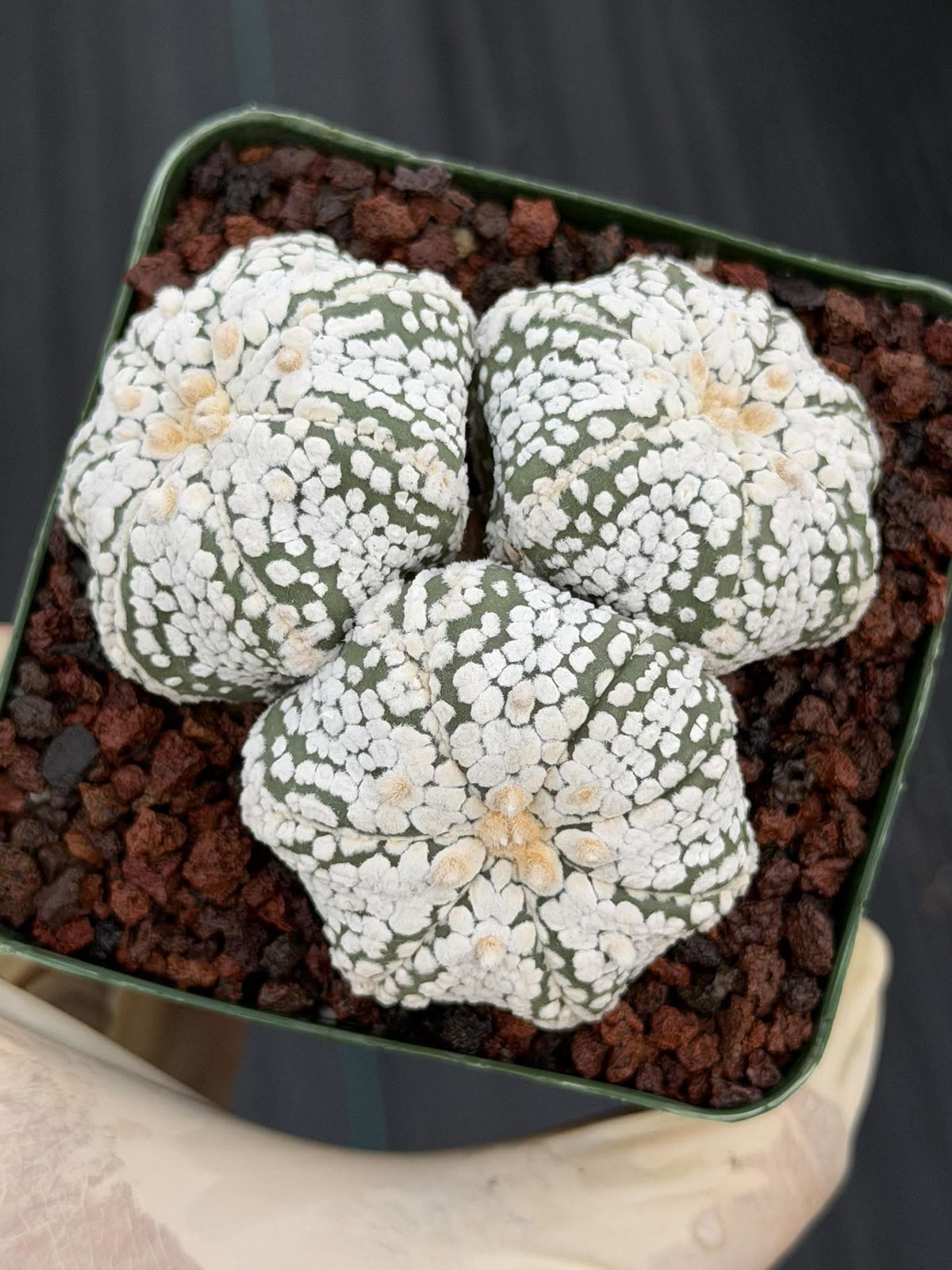 Astrophytum asterias Triple-Head Cactus #1022 | Seed-Grown
