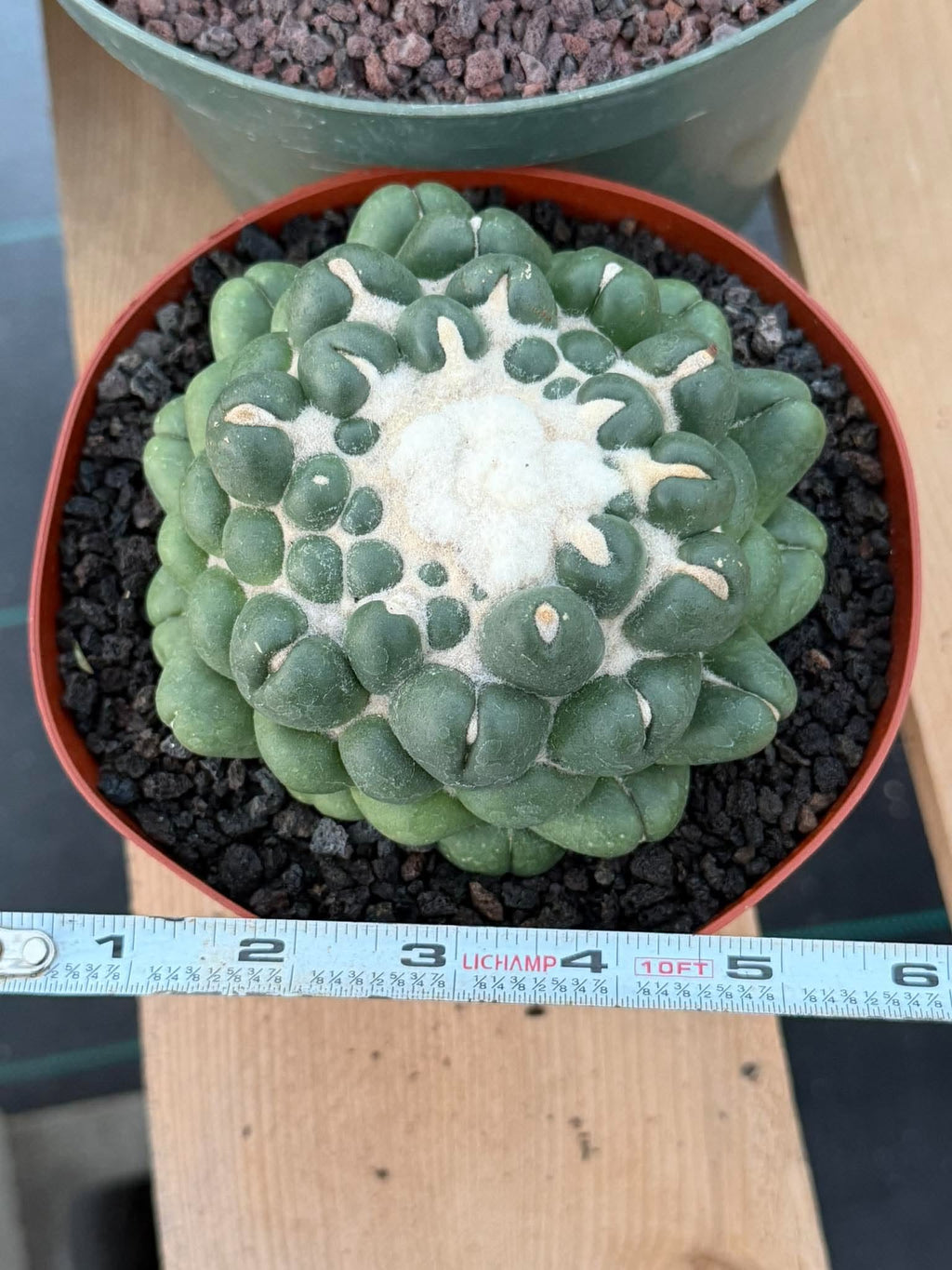 Coryphantha elephantidens f. inermis #1031 | Spineless Cactus