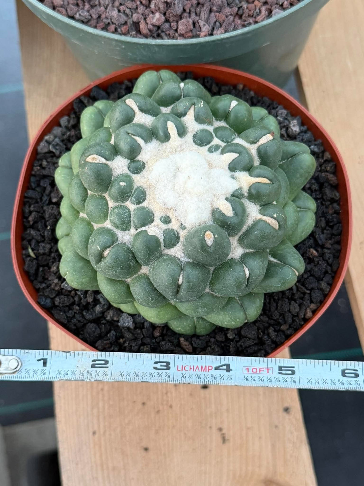 Coryphantha elephantidens f. inermis #1031 | Spineless Cactus