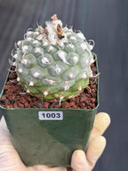 Turbinicarpus schmiedickeanus #1003 | Seed-Grown Cactus