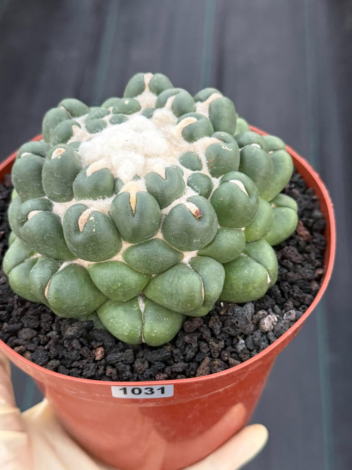 Coryphantha elephantidens f. inermis #1031 | Spineless Cactus