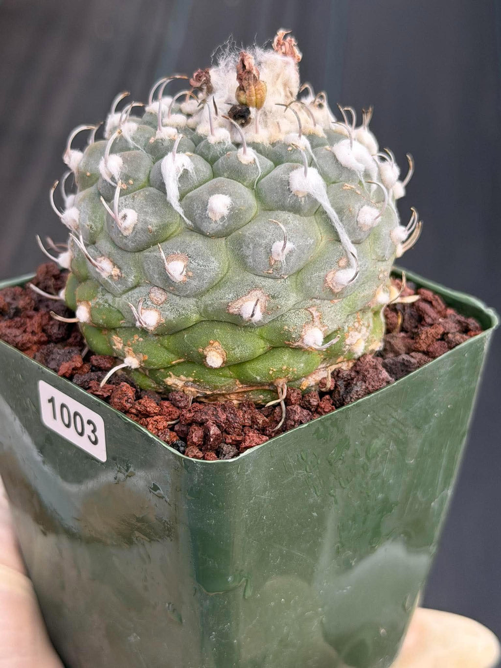 Turbinicarpus schmiedickeanus #1003 | Seed-Grown Cactus