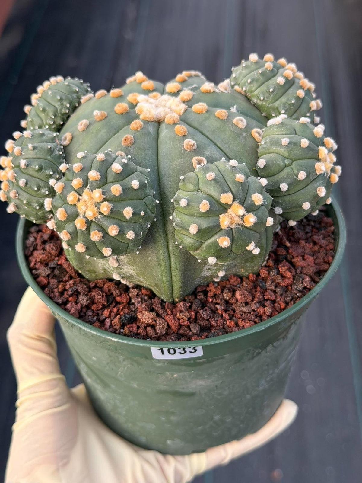 Astrophytum Asterias with Pups Seed Grown Rare Live Cactus Plant #1033 Exact