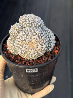 Astrophytum asterias #972 | Seed-Grown Cluster Cactus