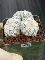 Astrophytum asterias Triple-Head Cactus #1022 | Seed-Grown