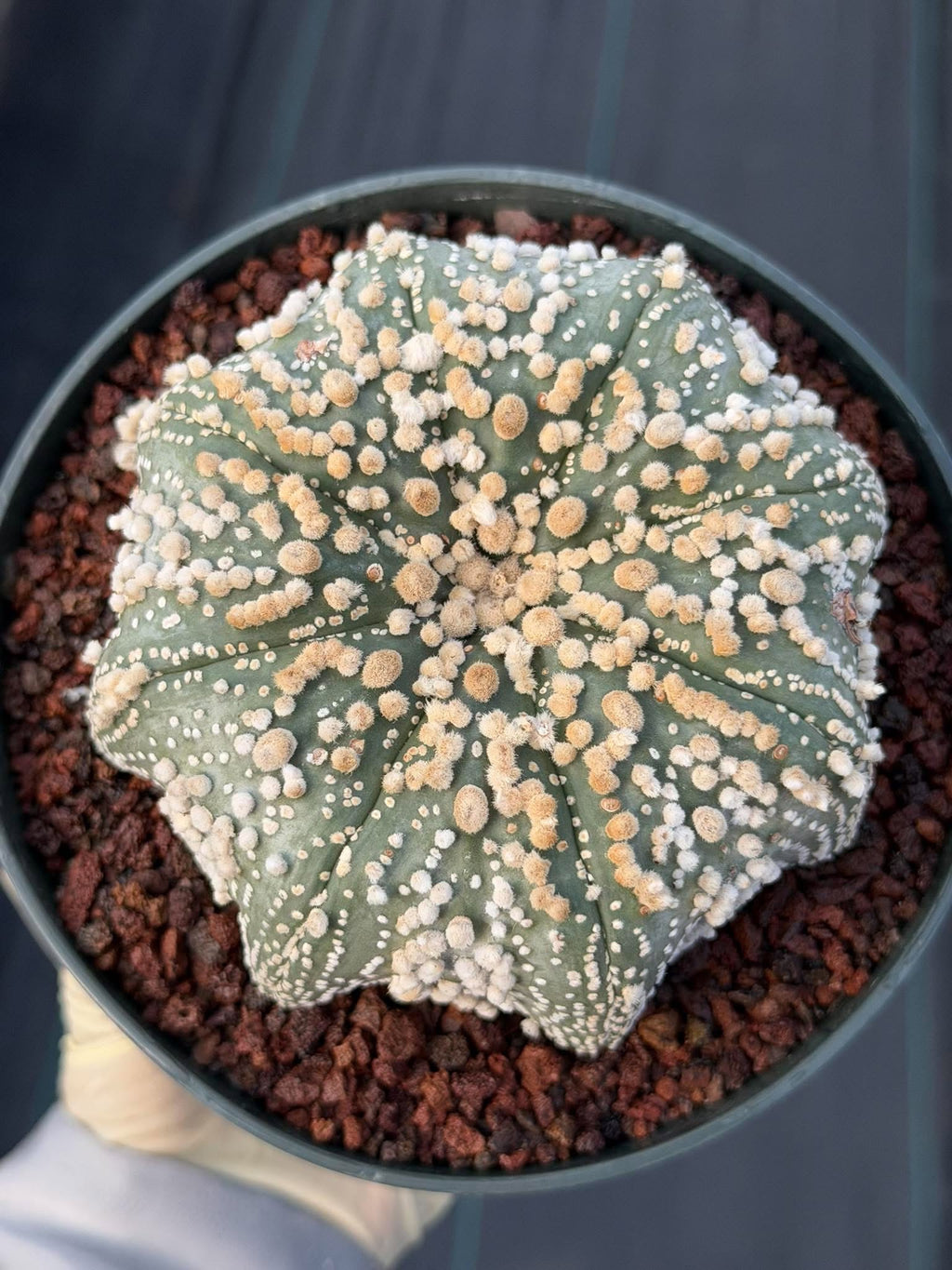 Astrophytum Asterias Hanazono Rare Live Cactus Plant #1035 Exact Specimen