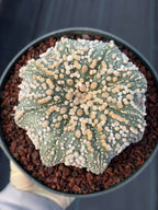 Astrophytum Asterias Hanazono Rare Live Cactus Plant #1035 Exact Specimen