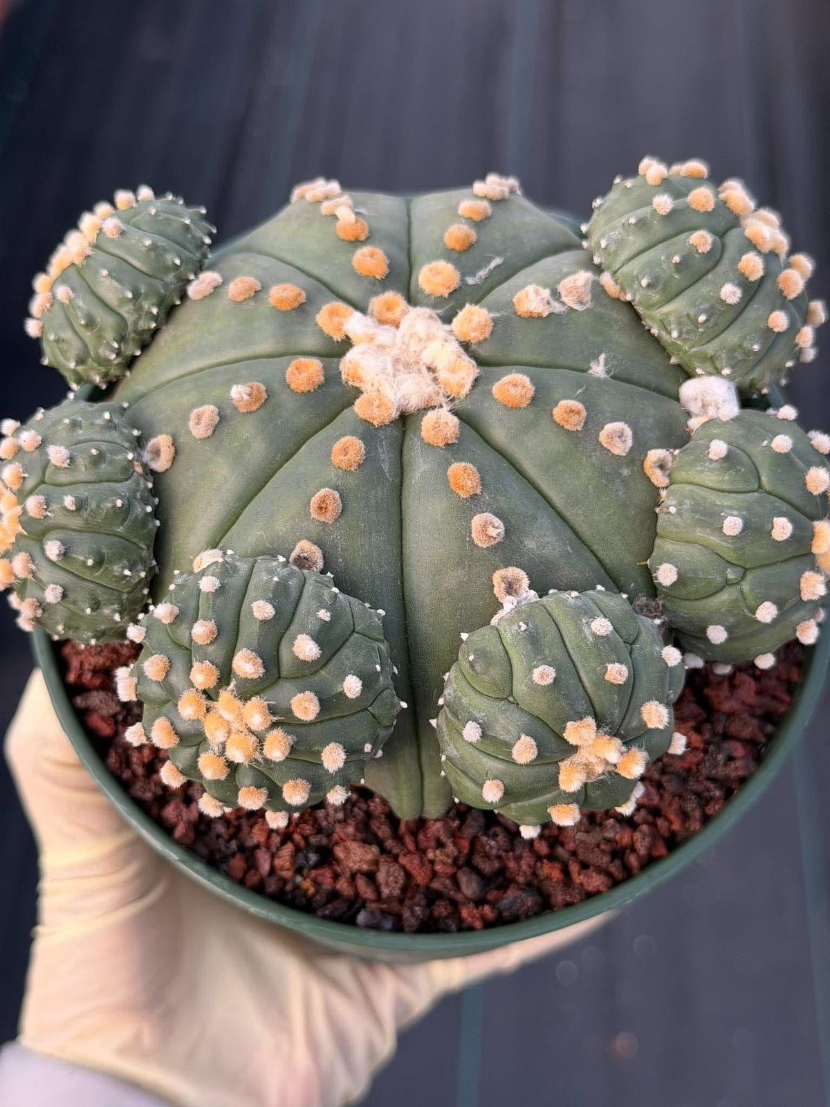 Astrophytum Asterias with Pups Seed Grown Rare Live Cactus Plant #1033 Exact