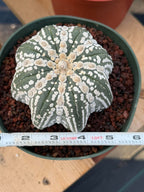 Astrophytum asterias V-Type Squid Form #1037 | Exact Cactus