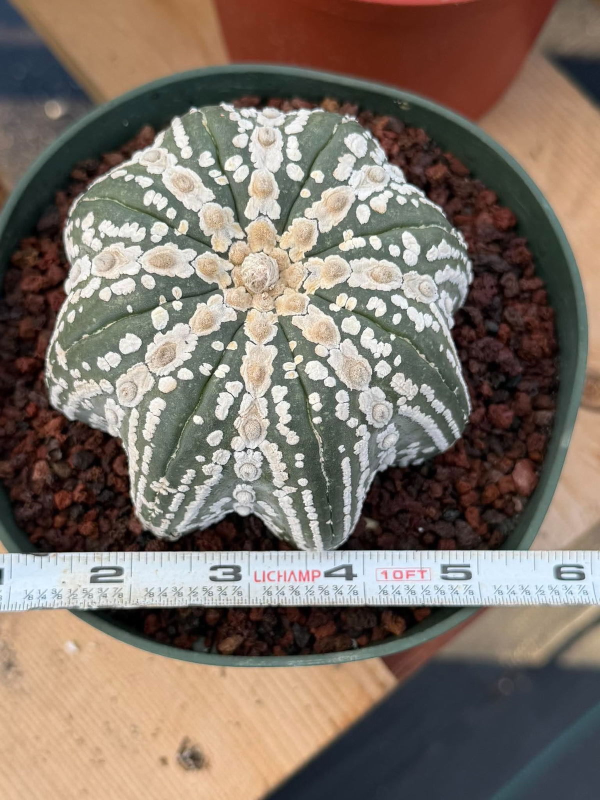 Astrophytum asterias V-Type Squid Form #1037 | Exact Cactus