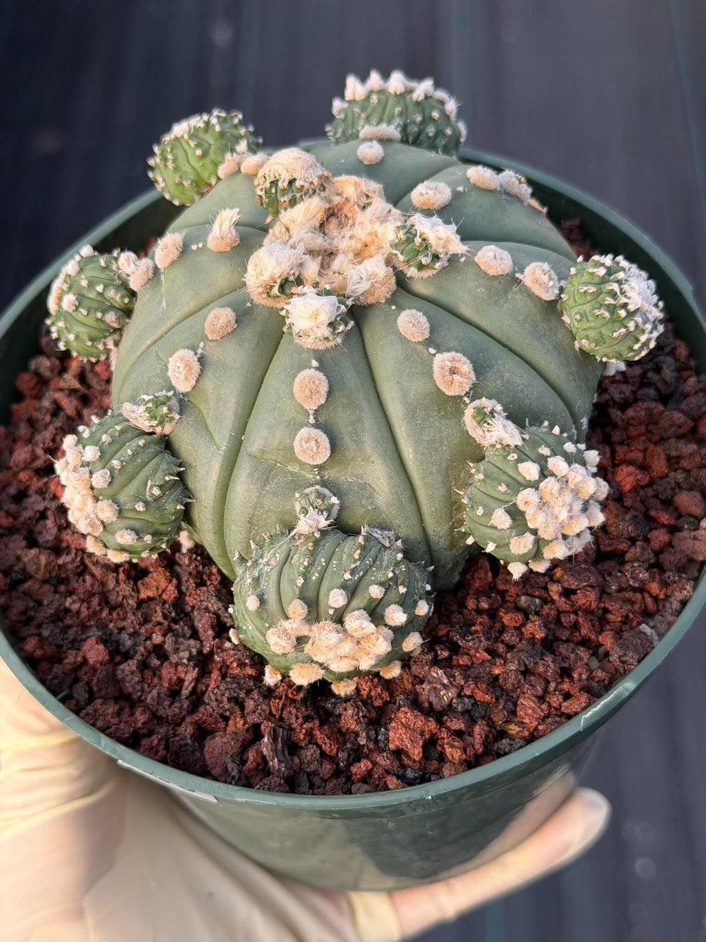Astrophytum asterias #90 | Seed-Grown Cactus with Pups