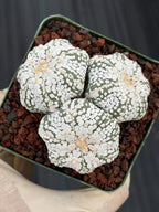 Astrophytum asterias Triple-Head Cactus #1022 | Seed-Grown