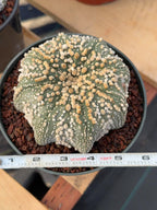 Astrophytum Asterias Hanazono Rare Live Cactus Plant #1035 Exact Specimen