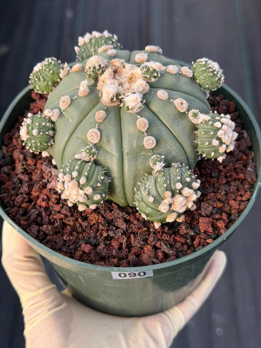 Astrophytum asterias #90 | Seed-Grown Cactus with Pups