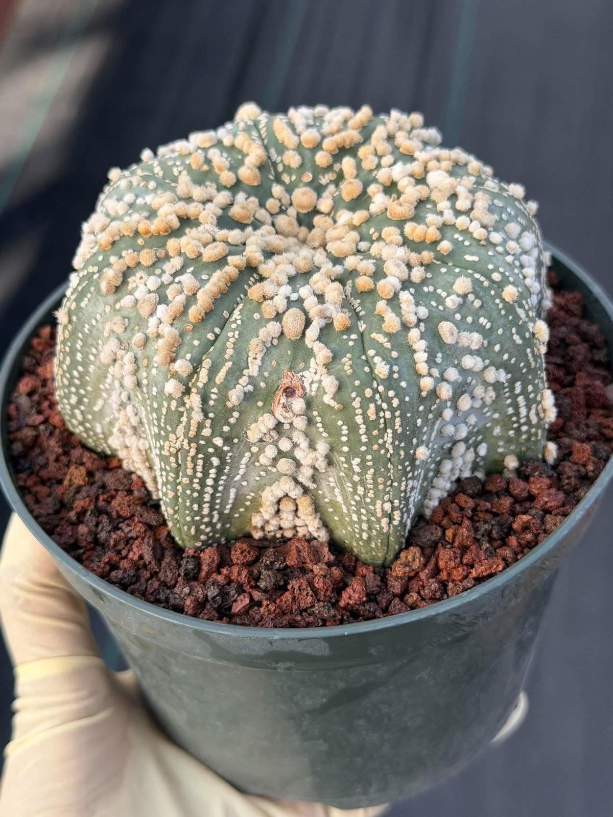 Astrophytum Asterias Hanazono Rare Live Cactus Plant #1035 Exact Specimen