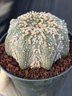 Astrophytum Asterias Hanazono Rare Live Cactus Plant #1035 Exact Specimen