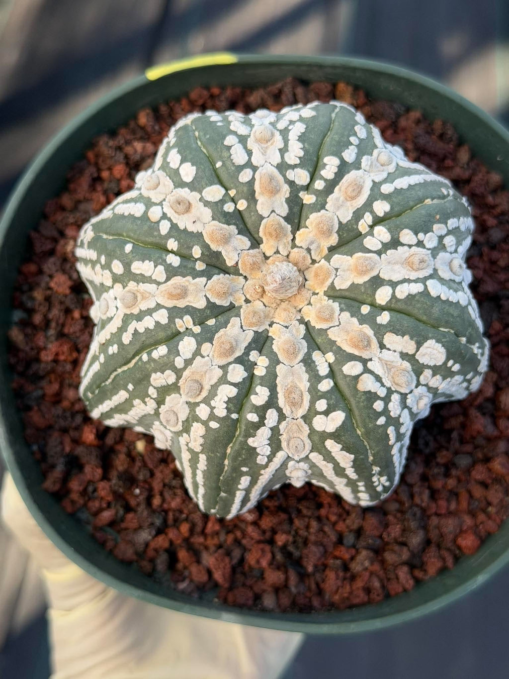 Astrophytum asterias V-Type Squid Form #1037 | Exact Cactus