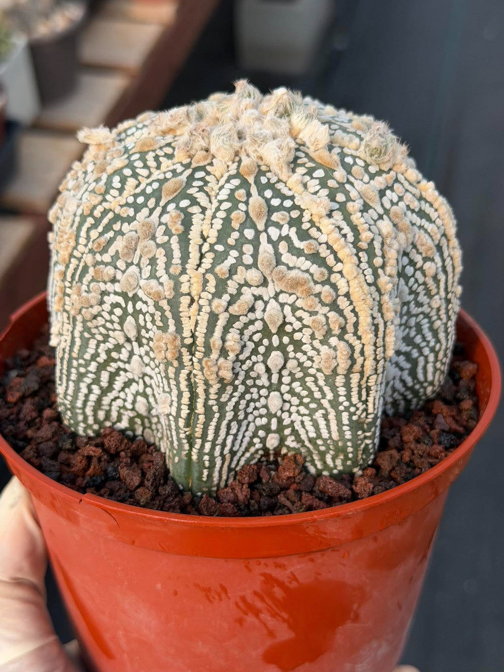 Astrophytum Asterias #1043 Live Cactus Rare Collector Plant Exact Specimen 6" Pot