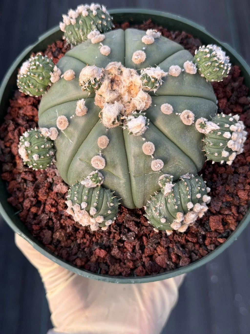 Astrophytum asterias #90 | Seed-Grown Cactus with Pups