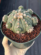 Astrophytum asterias #90 | Seed-Grown Cactus with Pups