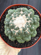 Coryphantha elephantidens f. inermis #1031 | Spineless Cactus